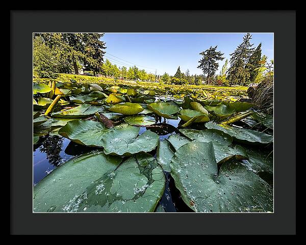 Lily pad - Framed Print