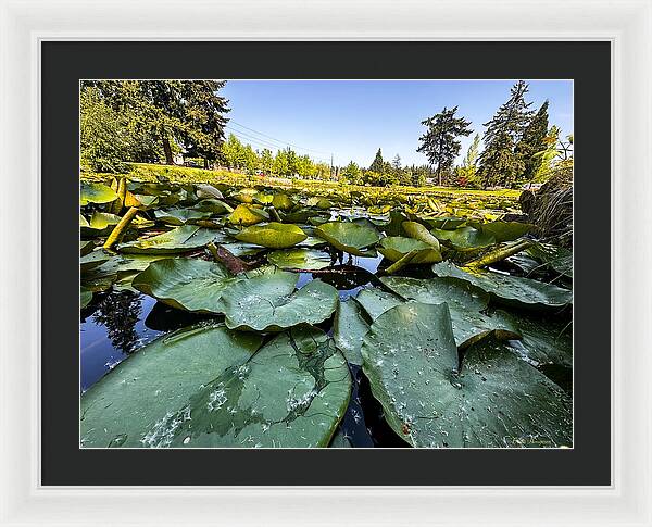 Lily pad - Framed Print