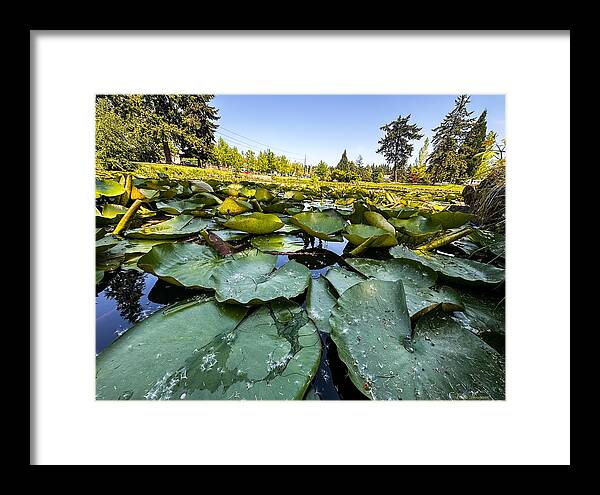 Lily pad - Framed Print