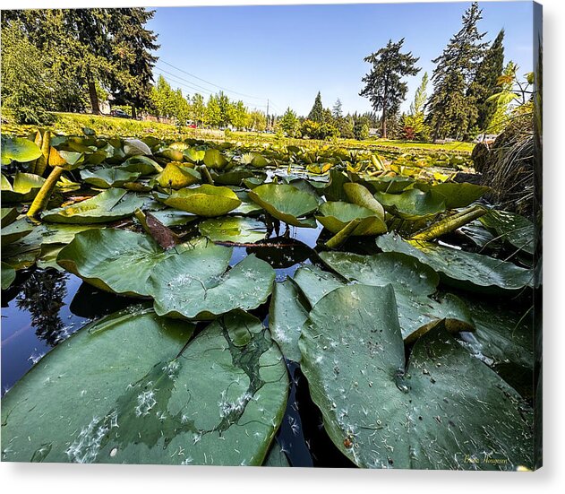 Lily pad - Acrylic Print
