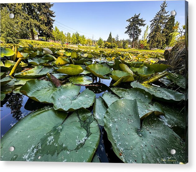 Lily pad - Acrylic Print