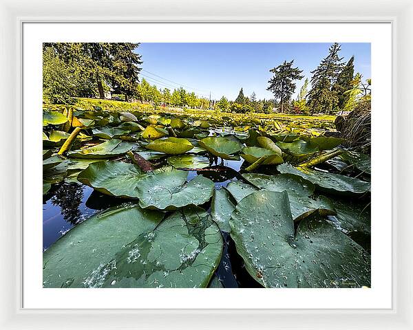 Lily pad - Framed Print
