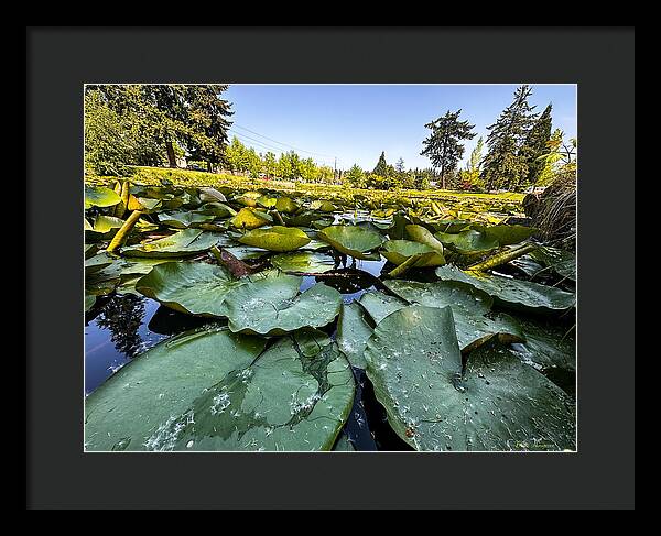 Lily pad - Framed Print