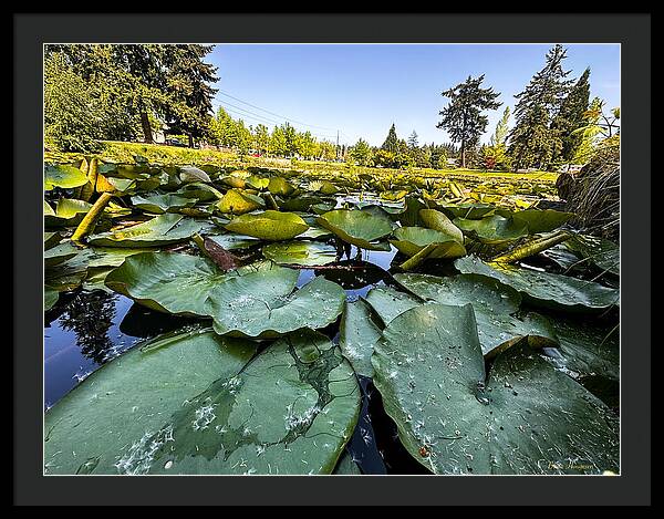 Lily pad - Framed Print