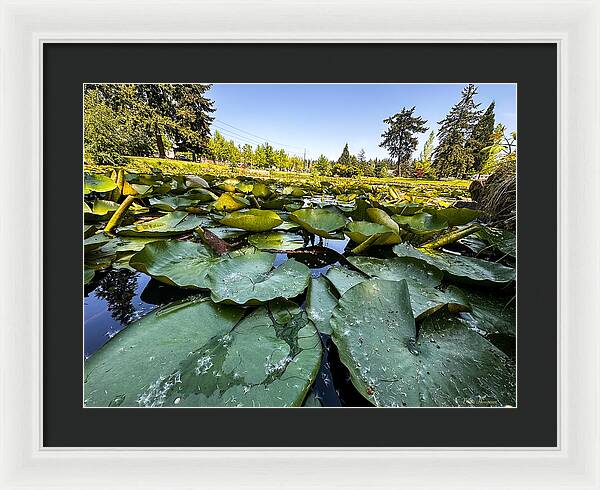 Lily pad - Framed Print