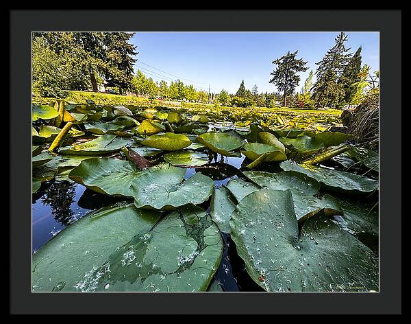 Lily pad - Framed Print