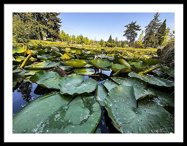 Lily pad - Framed Print