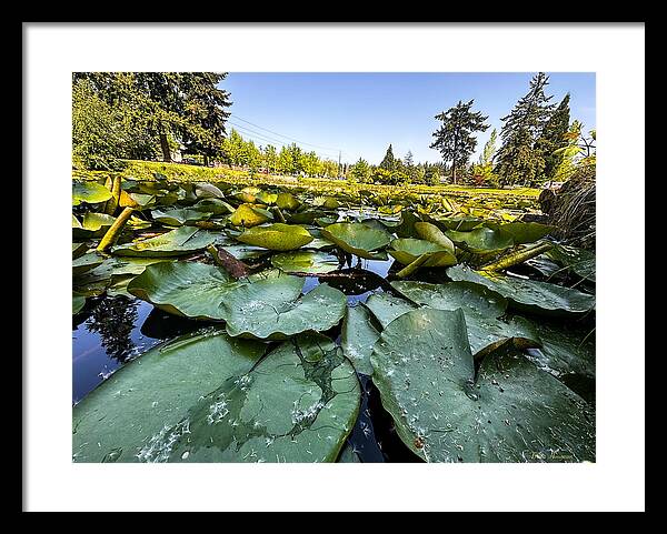 Lily pad - Framed Print