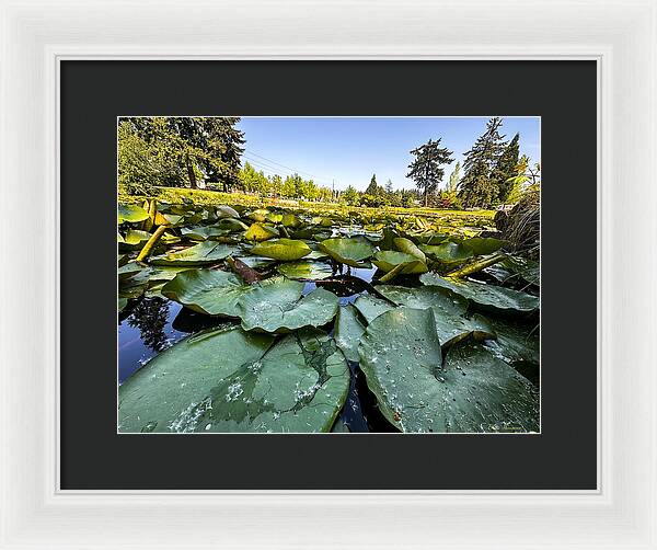 Lily pad - Framed Print
