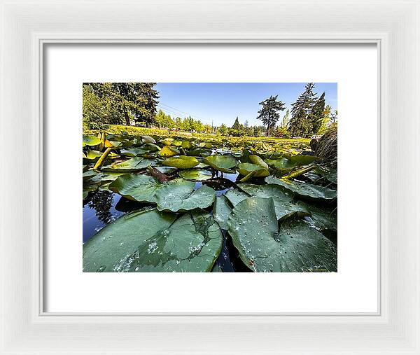 Lily pad - Framed Print