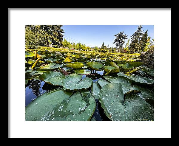 Lily pad - Framed Print