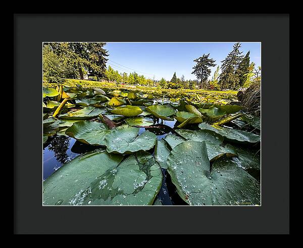 Lily pad - Framed Print