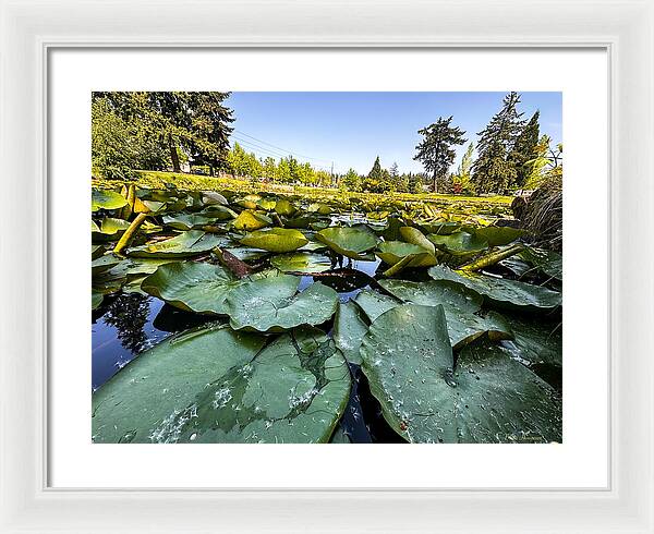 Lily pad - Framed Print