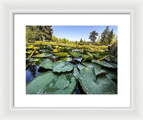 Lily pad - Framed Print