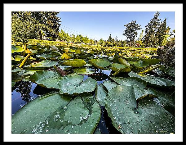 Lily pad - Framed Print