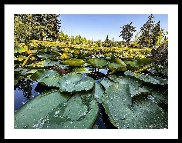 Lily pad - Framed Print