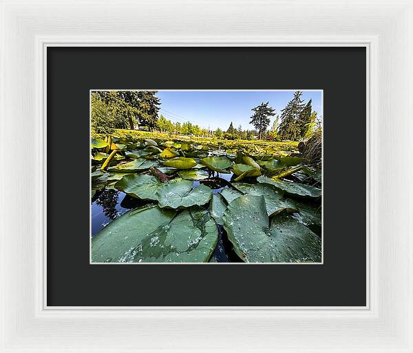 Lily pad - Framed Print
