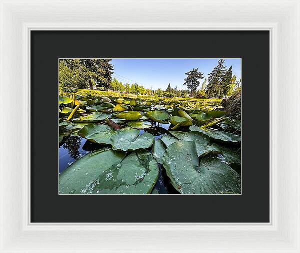 Lily pad - Framed Print