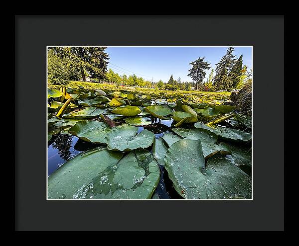 Lily pad - Framed Print