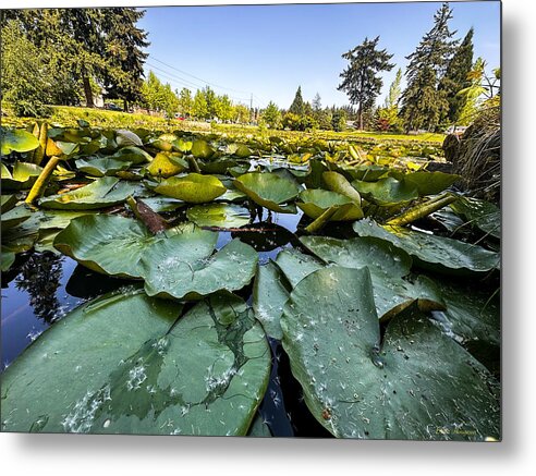 Lily pad - Metal Print