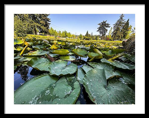 Lily pad - Framed Print