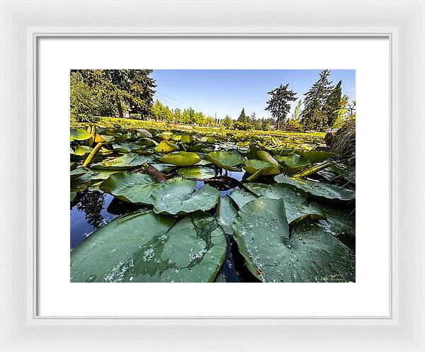 Lily pad - Framed Print