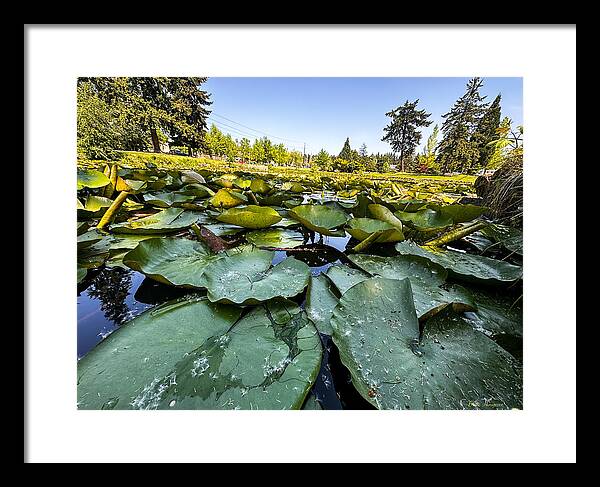 Lily pad - Framed Print