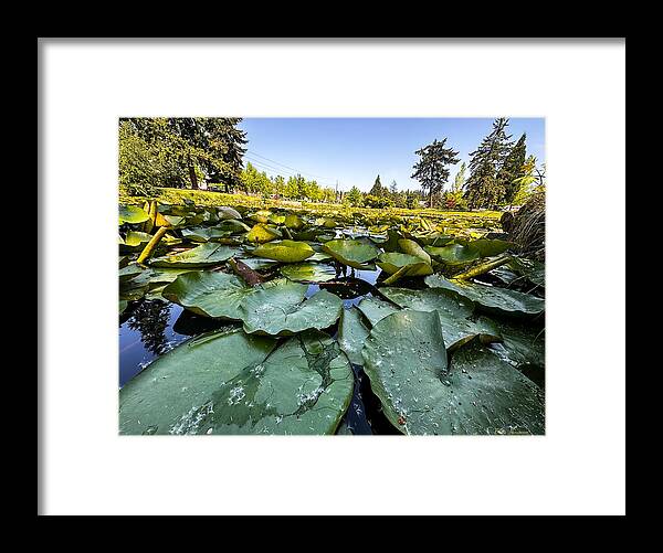 Lily pad - Framed Print