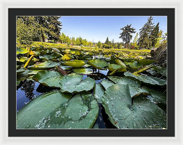 Lily pad - Framed Print