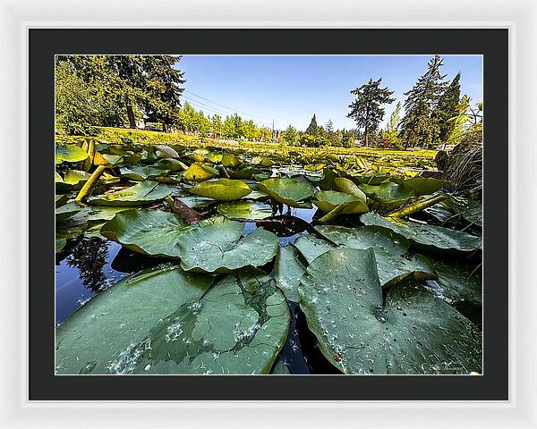 Lily pad - Framed Print