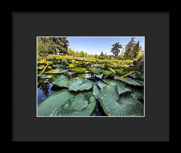 Lily pad - Framed Print