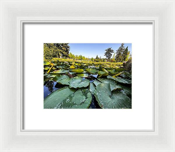 Lily pad - Framed Print