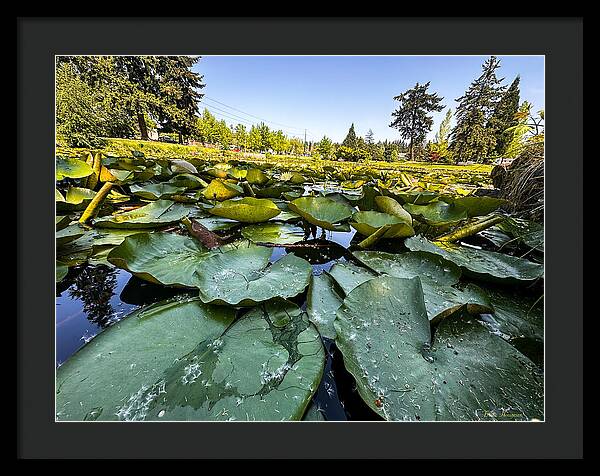 Lily pad - Framed Print