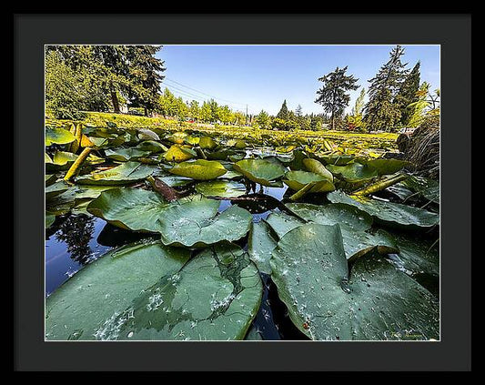 Lily pad - Framed Print