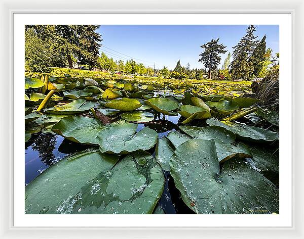 Lily pad - Framed Print