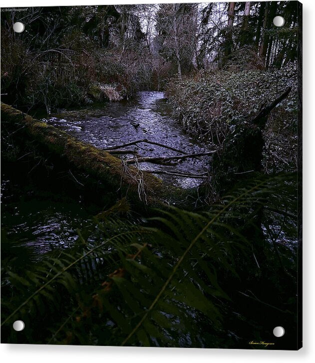 Moss-Covered Tranquil Stream - Acrylic Print