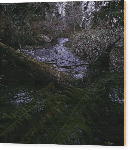 Moss-Covered Tranquil Stream - Wood Print