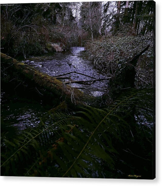 Moss-Covered Tranquil Stream - Acrylic Print