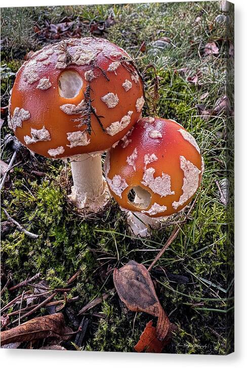 Mushrooms - Canvas Print