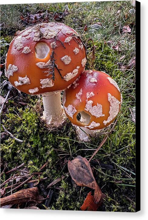 Mushrooms - Canvas Print