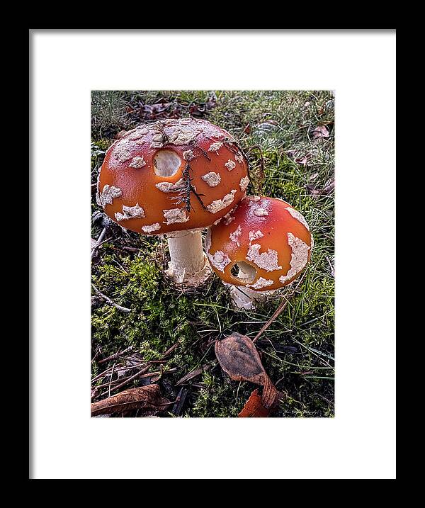Mushrooms - Framed Print
