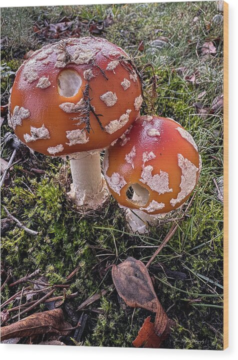 Mushrooms - Wood Print