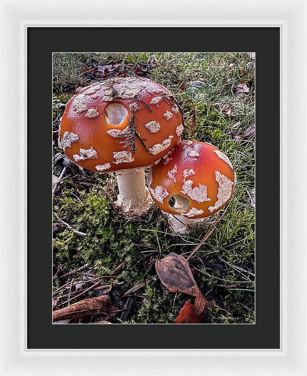 Mushrooms - Framed Print