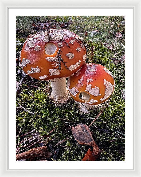 Mushrooms - Framed Print