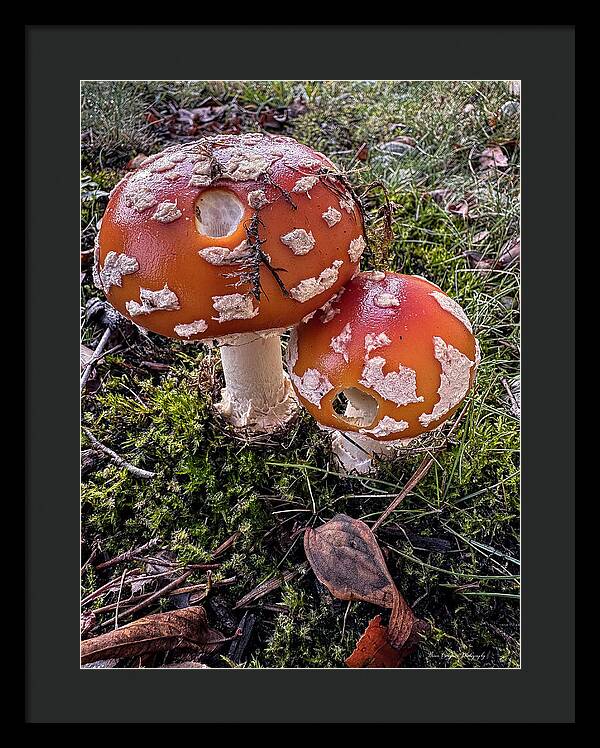 Mushrooms - Framed Print