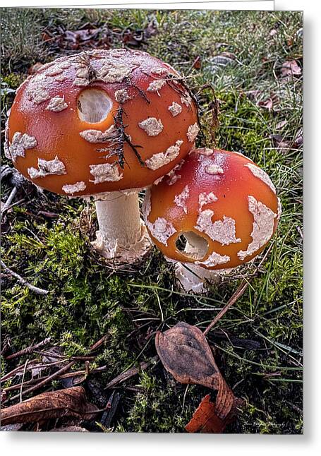 Mushrooms - Greeting Card