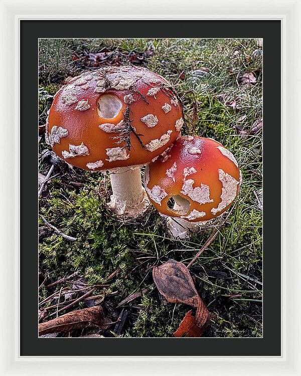 Mushrooms - Framed Print