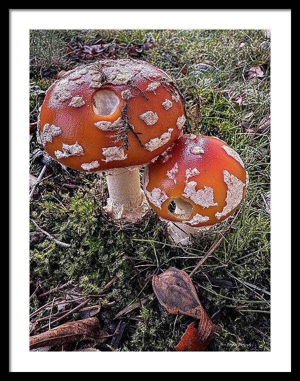 Mushrooms - Framed Print