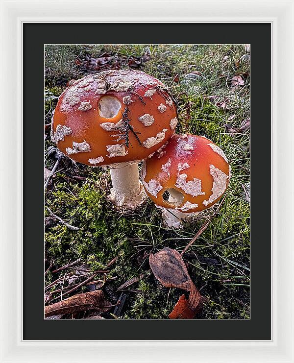 Mushrooms - Framed Print