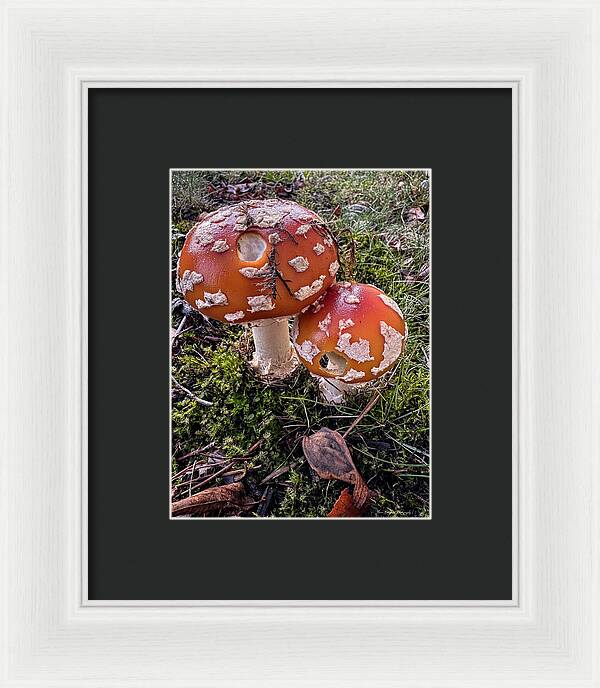 Mushrooms - Framed Print